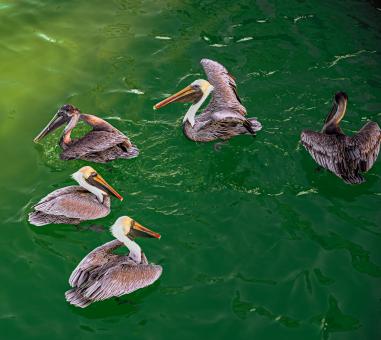 Group of Pelicans - Free Stock Photo