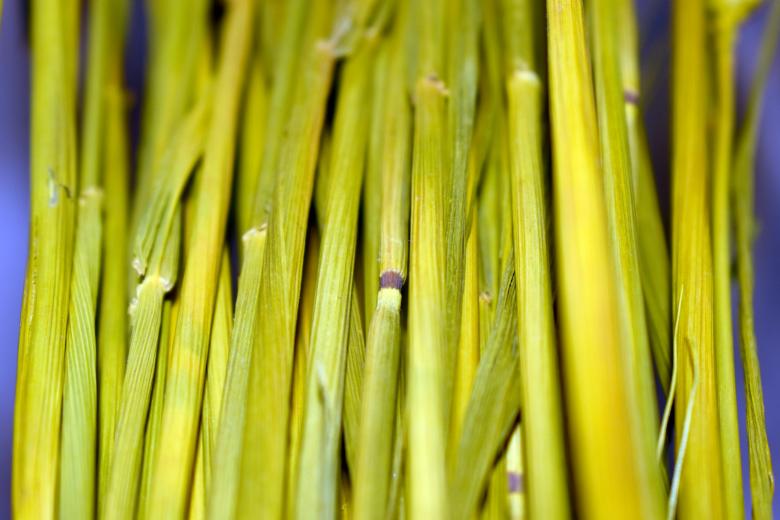 Free stock image of Dry Stems created by NomeVizualizzato