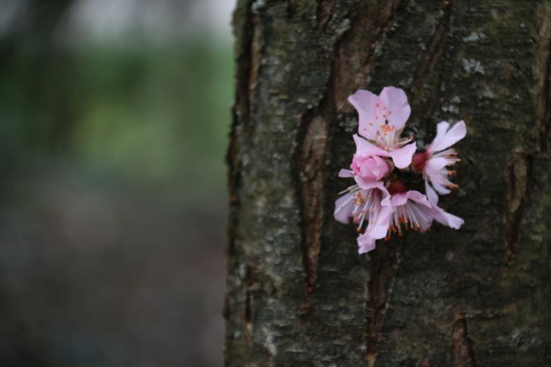 Free stock image of Pink Almond created by ML ARANDA