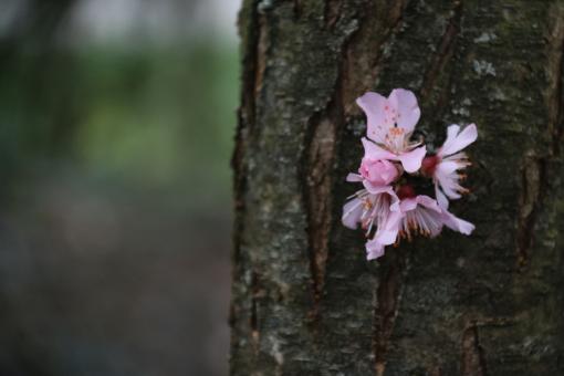 Pink Almond - Free Stock Photo