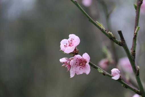 Pink Almond Blossoms - Free Stock Photo