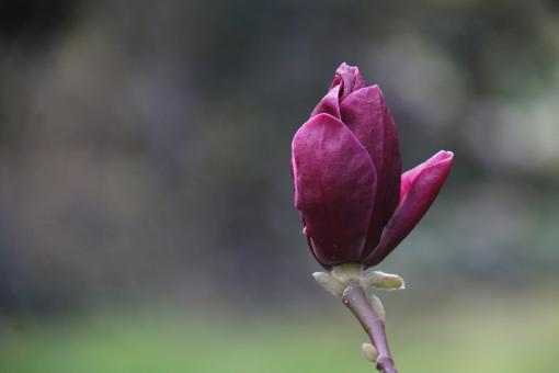 Magnolia Flower Bud - Free Stock Photo