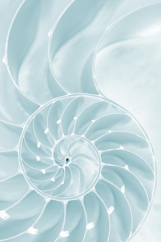 Free stock image of Frosty Nautilus Spiral created by Nicolas Raymond