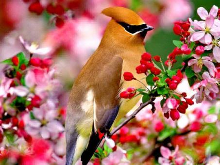 Colorful Bird and Flowers