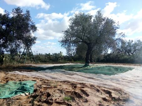 Olive Trees - Free Stock Photo