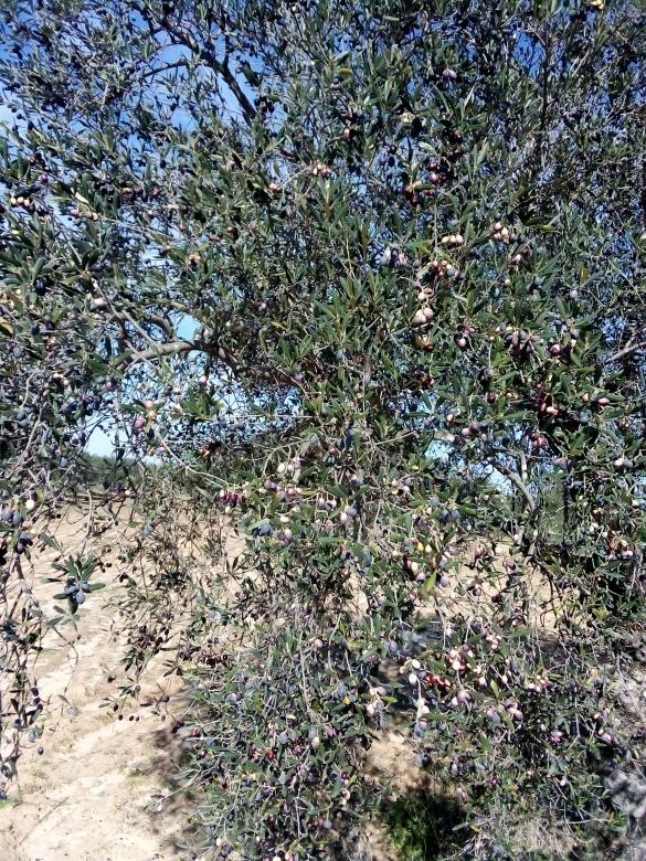 Free stock image of Olives on Tree created by chokri attia