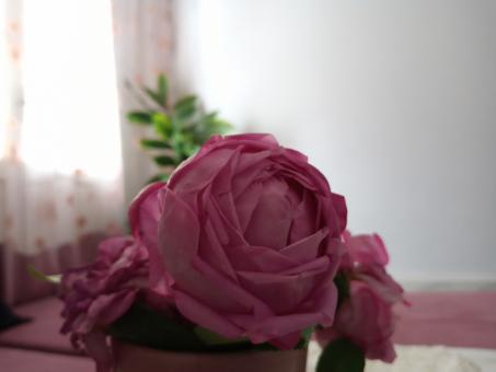 Pink Flower Indoors