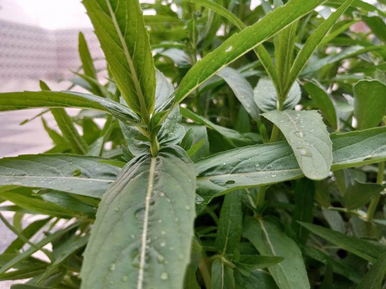 Free stock image of Green Leaves with Droplets created by chokri attia
