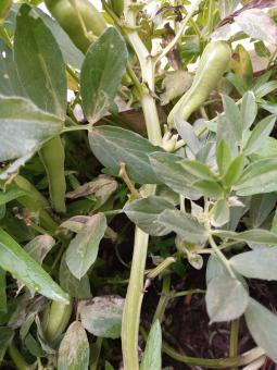 Haricot Bean Plant - Free Stock Photo