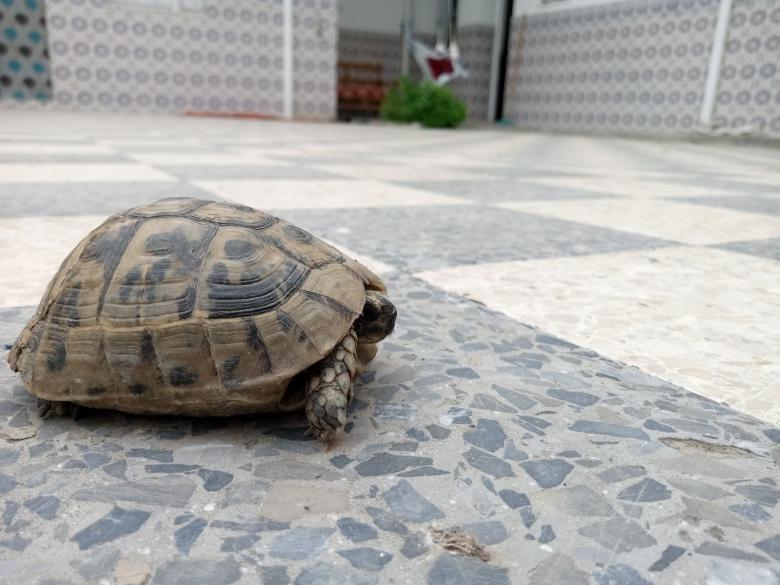 Free stock image of Tortoise created by chokri attia