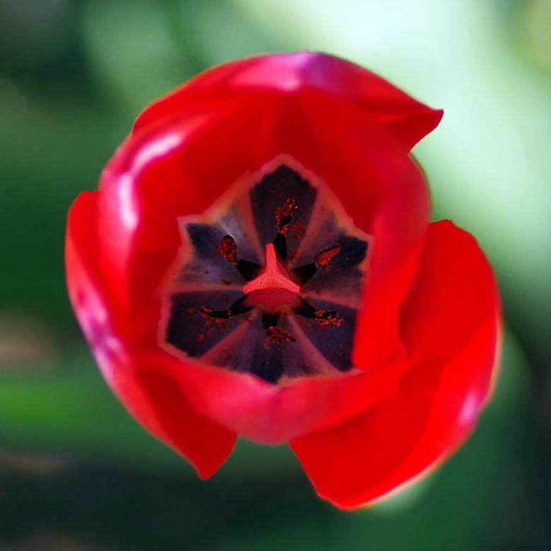Free stock image of Red Tulip Closeup created by Eros Ciaiolo
