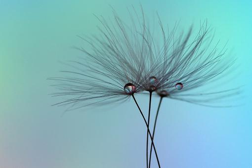 Dandelion Clocks Macro - Free Stock Photo