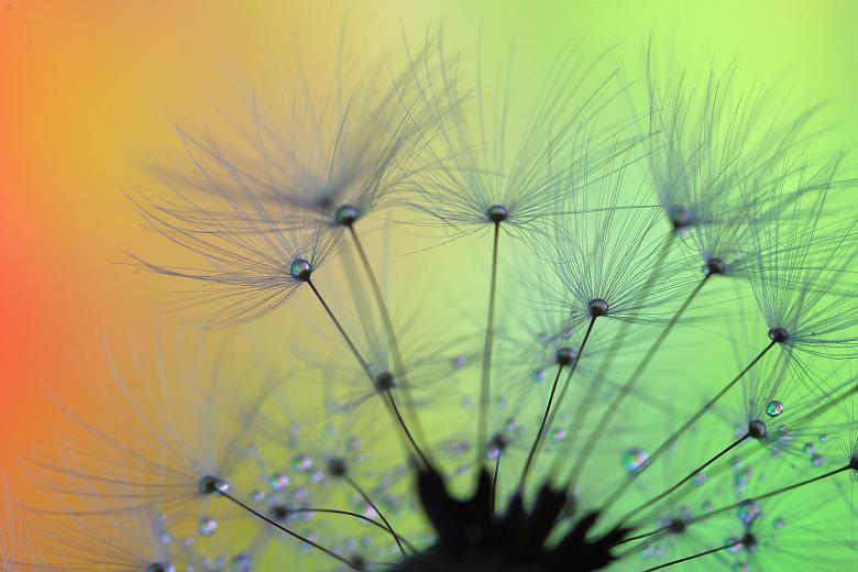 Free stock image of Macro Dandelion Clocks created by Eros Ciaiolo