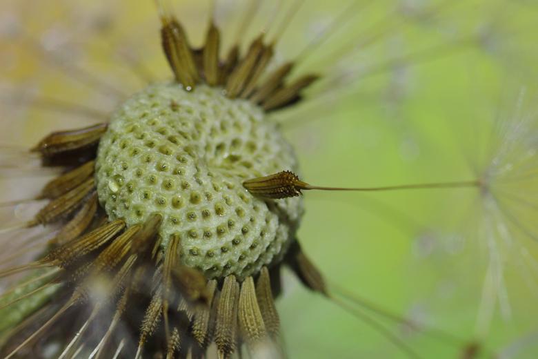 Free stock image of Dandelion Core Macro created by Eros Ciaiolo