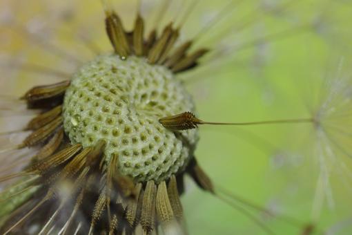 Dandelion Core Macro