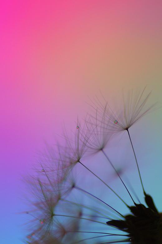 Free stock image of Dandelion Clocks - Macro Background created by Eros Ciaiolo