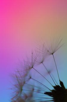 Dandelion Clocks - Macro Background - Free Stock Photo