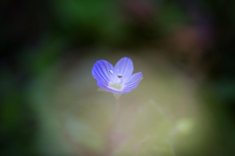 Free stock image of Blue Veronica Bokeh created by Eros Ciaiolo