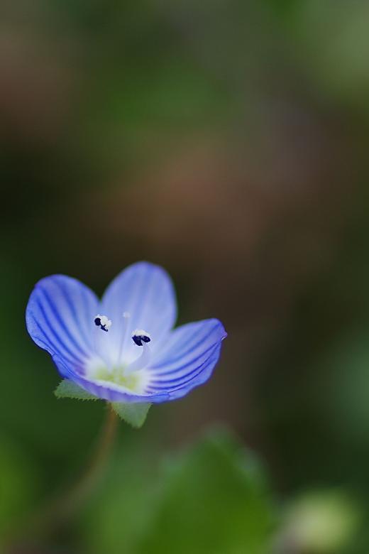 Free stock image of Blue Tiny Veronica Flower created by Eros Ciaiolo