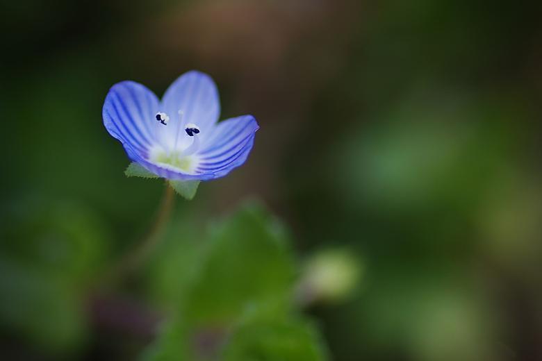 Free stock image of Tiny Veronica created by Eros Ciaiolo