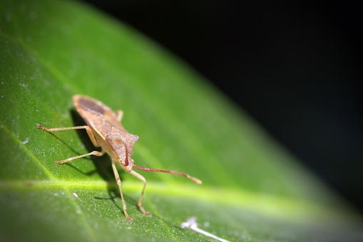 Insect on Leaf
