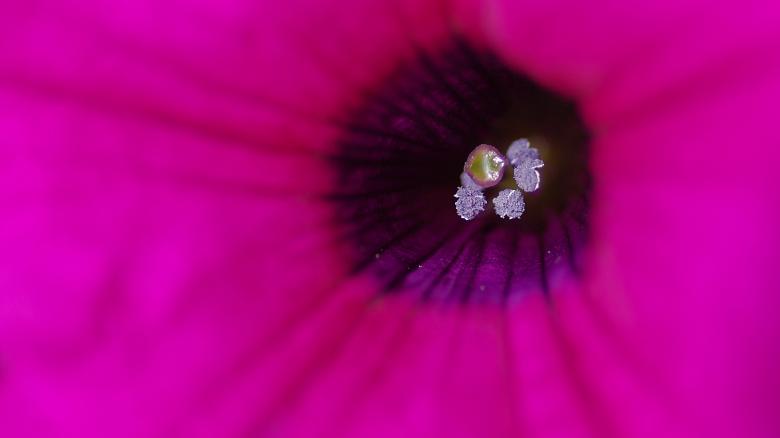 Free stock image of Pink Macro Flower created by Eros Ciaiolo