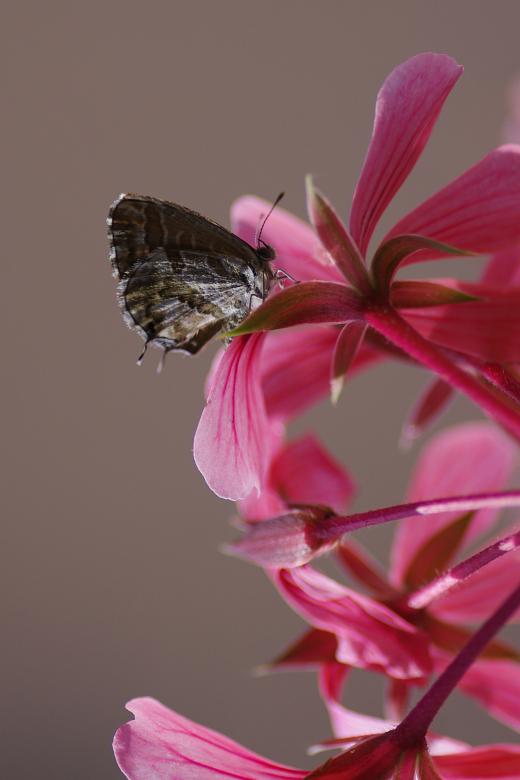 Free stock image of Butterfly on Pink Flower created by Eros Ciaiolo