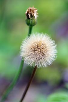 Dandelion Macro - Free Stock Photo