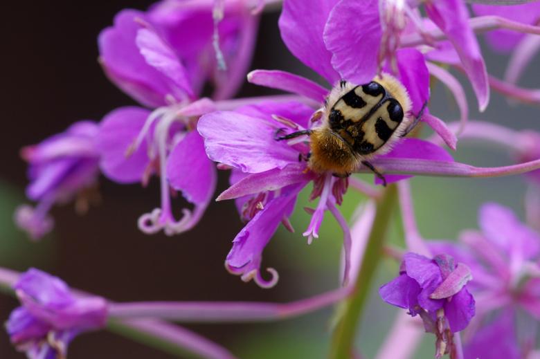 Free stock image of Strange Bee on Purple Flower created by Eros Ciaiolo