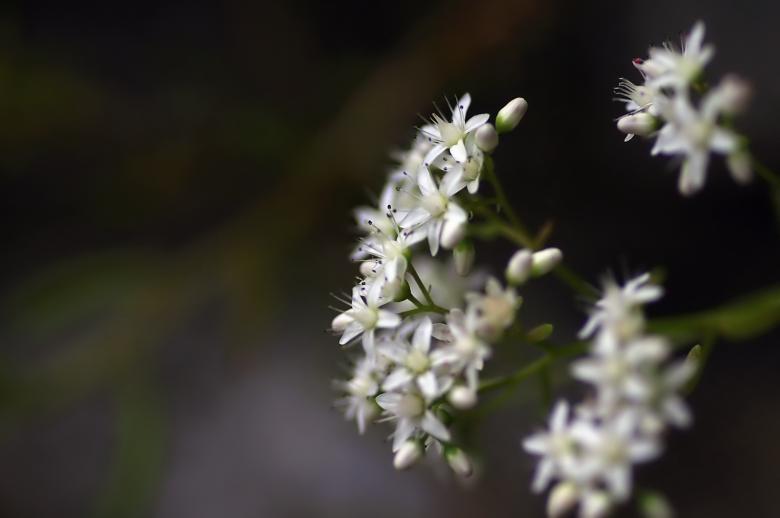 Free stock image of Small White Flowers created by Eros Ciaiolo