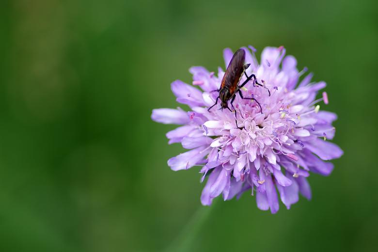 Free stock image of Insect on Purple Flower created by Eros Ciaiolo