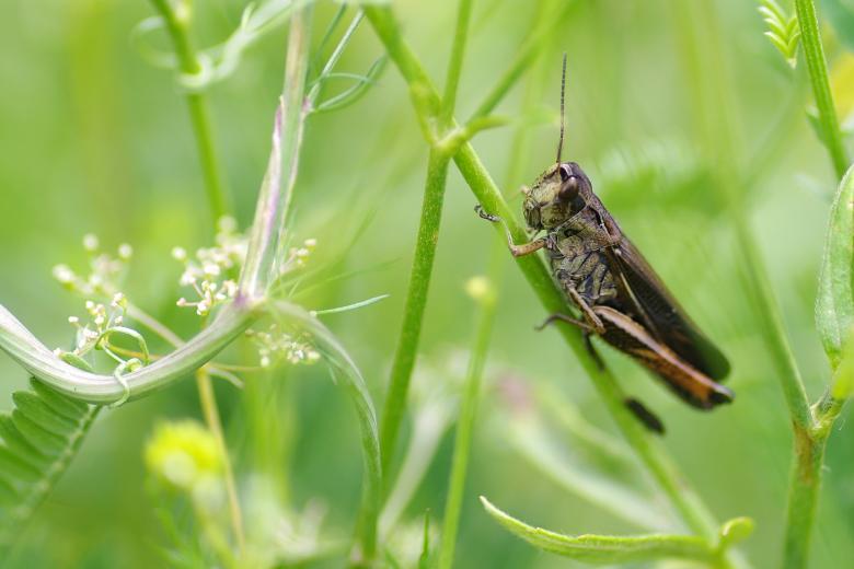 Free stock image of Cricket Macro created by Eros Ciaiolo