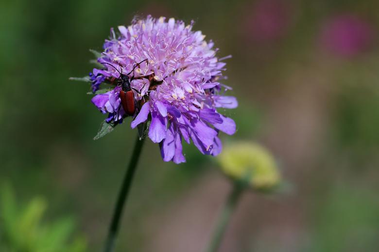 Free stock image of Red Insect on Purple Flower created by Eros Ciaiolo