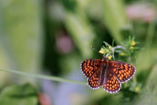 Orange Colored Butterfly