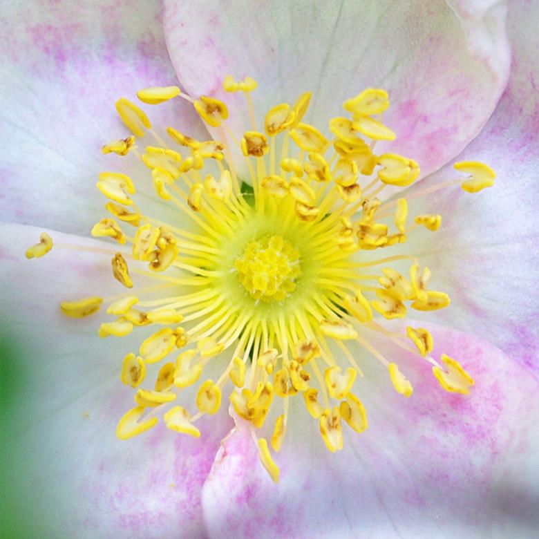 Free stock image of Yellow and White Flower Macro created by Eros Ciaiolo