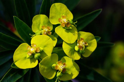 Yellow Euphorbia Margalidiana