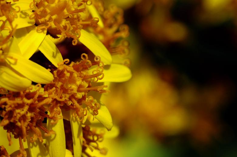Free stock image of Solidago Radula Macro created by Eros Ciaiolo