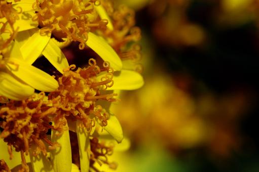 Solidago Radula Macro