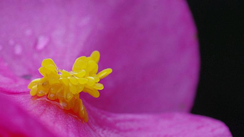 Free stock image of Violet Flower Macro created by Eros Ciaiolo