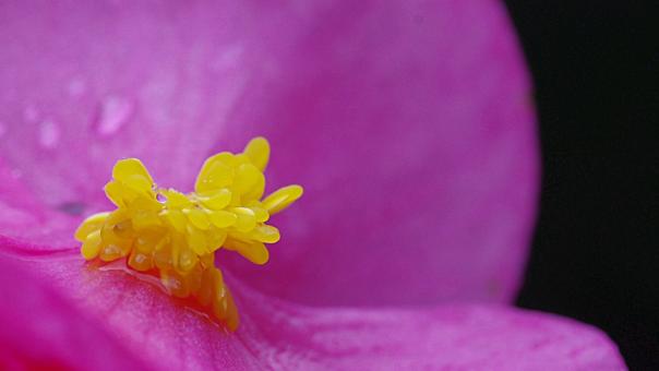 Violet Flower Macro