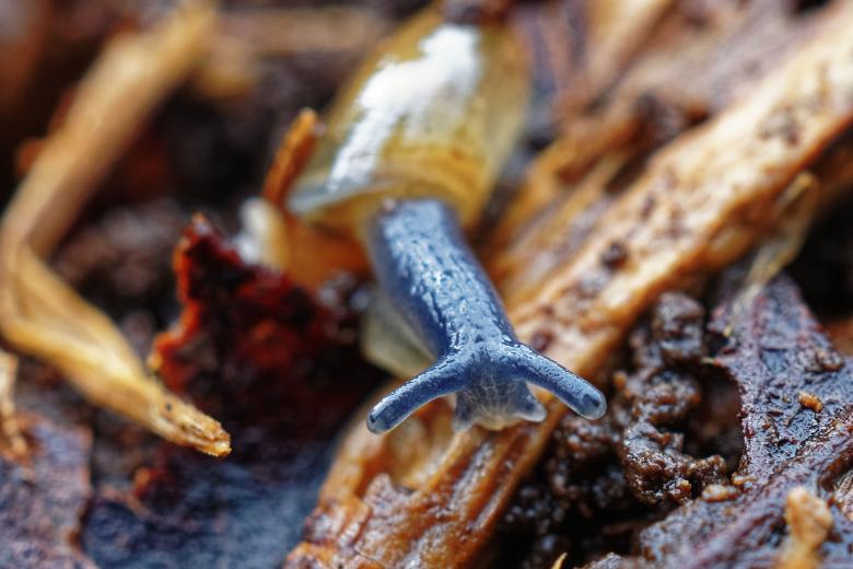 Free stock image of Blue Snail created by Geoffrey Whiteway