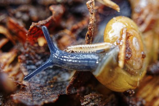 Free Stock Photo of Snail and Centipede
