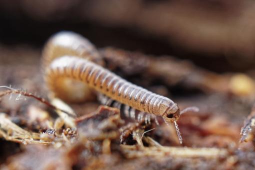 Free Stock Photo of Centipede on the forest floor