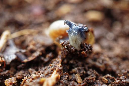 Free Stock Photo of A snail showing its face