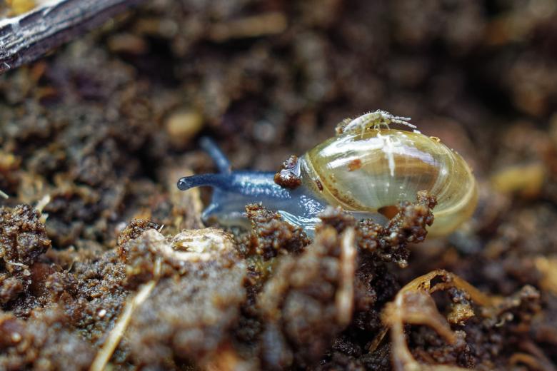 Free stock image of A snail carrying an insect created by Geoffrey Whiteway