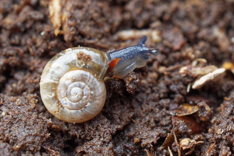 Free stock image of Snail in Shell created by Geoffrey Whiteway