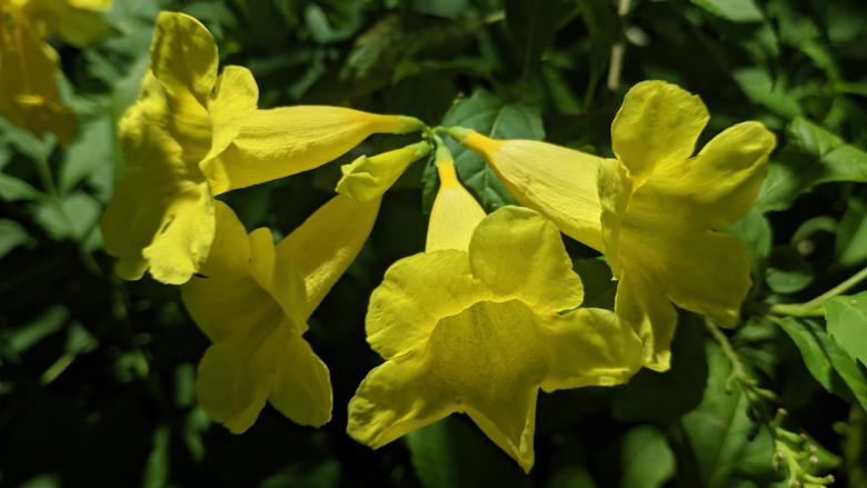 Free stock image of Yellow Flower Tecoma created by Toyoong Digital
