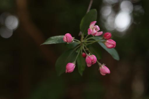 Pink Apple Blossom Bud - Free Stock Photo