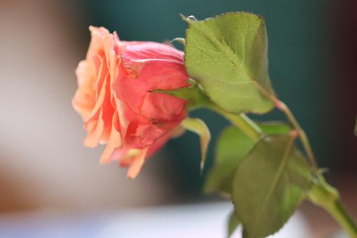 Orange Rose - Free Stock Photo