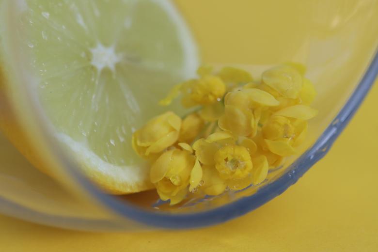 Free stock image of Lemon and Yellow Flowers created by ML ARANDA